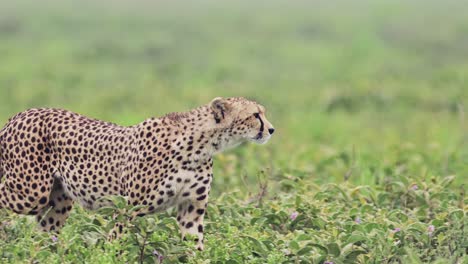 Cheetah-Walking-Close-Up-in-Serengeti-National-Park,-Panning-Shot-with-Detail-of-Head-of-Cheetahs-on-the-Move-in-Tanzania-in-Africa-on-African-Wildlife-Safari-Animals-Game-Drive