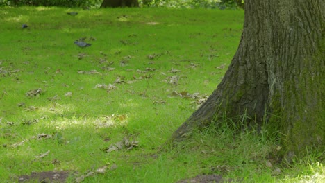 Im-Waldboden-Des-Trentham-Monkey-Forest-Laufen-Einige-Arten-Von-Krähen-Und-Tauben-Herum,-Die-Auf-Nahrungssuche-Sind