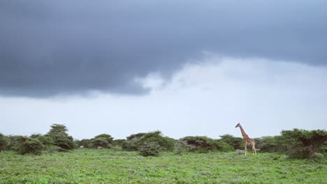 Jirafa-Y-Grandes-Nubes-De-Tormenta-En-La-Temporada-De-Lluvias-En-El-Parque-Nacional-Serengeti-En-Tanzania-En-áfrica-Bajo-Un-Espectacular-Paisaje-De-Cielo-Azul-Nublado-En-Un-Safari-De-Animales-Africanos