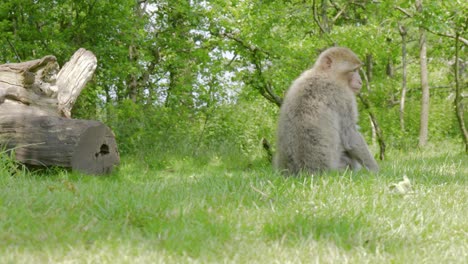 SItting-by-a-log-in-a-grassy-area-of-Trentham-Monkey-forest,-a-Barbary-Macaque-is-looking-around-as-a-juvenile-macaque,-some-Mallards-and-a-squirrel-passed-it-by