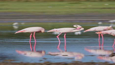 Slow-Motion-Flamingos-Walking-in-Lake-in-Africa,-Pink-Flamingo-Vertical-Video-for-Social-Media,-Instagram-Reels-and-Tiktok-in-Ngorongoro-Conservation-Area-in-Ndutu-National-Park-in-Tanzania