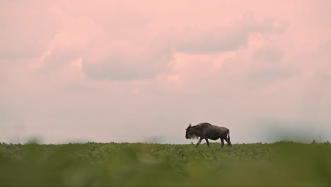 ñus-En-Cámara-Lenta-Al-Atardecer-Naranja-En-Serengeti-En-áfrica-En-Tanzania,-Fondo-De-Vida-Silvestre-Africana-Con-Espacio-Para-Copiar-Y-Espectacular-Gran-Cielo-Al-Atardecer-Y-Nubes-Con-Migración-De-Manadas-De-ñus