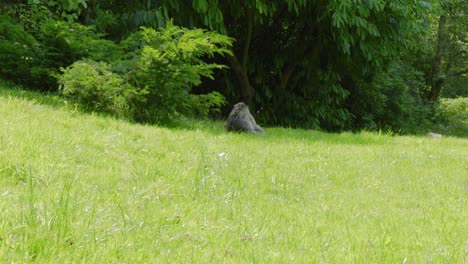 Lone-Barbary-Macaque-is-sitting-in-the-middle-of-the-frame-in-a-grassy-area-in-Trentham-Monkey-Forest,-a-wildlife-sanctuary-in-Europe