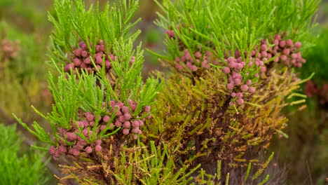 Semillas-Redondeadas-De-Arbusto-De-Botón-Común-Berzelia-Lanuginosa-En-Vegetación-Fynbos