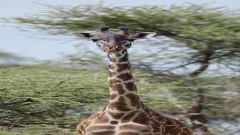 African-Giraffe-in-Tanzania-in-Africa,-Close-Up-Portrait-Vertical-Animal-Video-for-Social-Media,-Instagram-Reels-and-Tiktok-of-Giraffe-in-Ngorongoro-Conservation-Area-at-Ndutu-National-Park-on-Safari