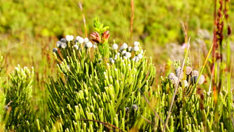 Brunia-Noduliflora-Fynbos-Strauch-Mit-Büscheln-Flauschiger-Weißer-Blütenköpfe