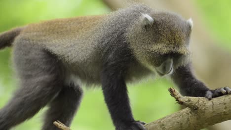 Monos-En-Los-árboles-En-Tanzania-En-El-Parque-Nacional-Kilimanjaro-En-áfrica-En-Un-Safari-Africano-De-Vida-Silvestre-Y-Animales,-Mono-Azul-Trepando-A-Una-Rama-De-árbol-En-Un-Bosque-Sobre-Ramas