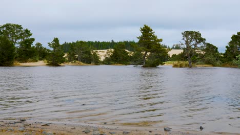 Bäume-Wachsen-Aus-Der-Meeresküste