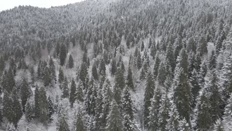 Eine-Luftaufnahme-Eines-Schneebedeckten-Waldes,-Die-Die-Schönheit-Der-Wintersaison-Von-Oben-Zeigt