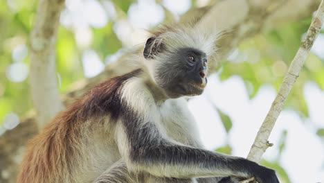 Red-Colobus-Monkey-in-Zanzibar-in-Africa,-Close-Up-Portrait-of-Monkeys-in-Jozani-Forest-in-Tanzania,-African-Wildlife-and-Animals-in-the-Trees-on-a-Safari-in-Zanzibar