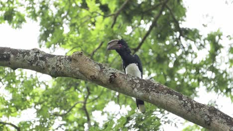 Hornbill-Tropical-Bird-on-a-Tree-Branch-in-Africa-in-Kilimanjaro-National-Park-Perching-in-Tanzania-on-an-African-Wildlife-and-Animals-Safari,-Trumpeter-Hornbill-Perched-on-Branches