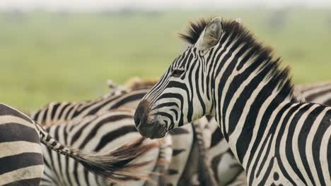 Zebra-Close-Up-Portrait-in-Serengeti-in-Tanzania-in-Africa,-African-Animals-Wildlife-Shot-of-Zebras-during-Migration,-Migrating-in-Serengeti-National-Park-on-African-Animals-Wildlife-Safari