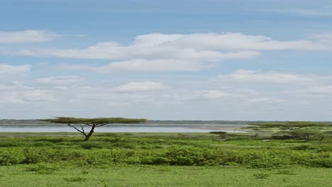 African-Landscape-Scenery-in-Africa,-Vertical-Video-for-Social-Media,-Instagram-Reels-and-Tiktok-of-Lush-Green-Greenery-Blue-Sky-and-Clouds-at-Ndutu-Lake-National-Park-in-Ngorongoro-in-Tanzania