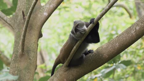 Affe-Liegt-In-Einem-Baum-In-Afrika-Im-Kilimandscharo-Nationalpark-In-Tansania-Auf-Einer-Afrikanischen-Tier--Und-Pflanzensafari,-Schläfrig-müde-Blaue-Affen-In-Waldbäumen-Auf-Einem-Ast-Hoch-Oben-In-Ästen