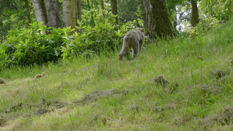 Walking-up-the-slope-while-foraging-for-food-in-Trentham-forest,-a-wildlife-sanctuary-where-endagered-Barbary-monkey-Macaca-sylvanus-are-protected