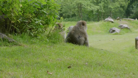 Berberaffen-Macaca-Sylvnus-Sitzen-Auf-Einer-Wiese-Im-Trentham-Monkey-Forest,-Einem-Naturschutzgebiet-Für-Diese-Gefährdeten-Primaten