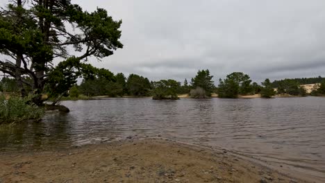 Ocean-coast-grows-green-trees