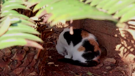 cat-with-patches-of-black,-white,-sitting-on-the-ground,-partially-hidden-by-green-leaves