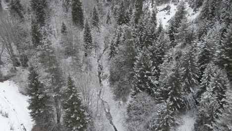 Una-Vista-Amplia-De-Un-Bosque-Helado-Con-Una-Gruesa-Capa-De-Nieve-Que-Cubre-Los-árboles-Y-El-Suelo