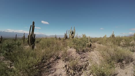 Drone-shot-of-ruins-of-quilmes,-saguaro-cactus-grown-on-the-arid-land-in-the-remote-outskirts-of-Tucumán,-argentina