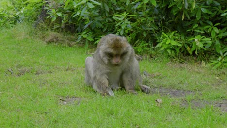 Foraging-for-some-scraps-of-food-in-the-forest-floor,-a-Barbary-macaque-Macaca-sylvanus-is-eating-what-it-can-find-from-amongst-the-grass