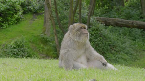 Ein-Berberaffen-Sitzt-Friedlich-In-Einer-Grasfläche-Des-Trentham-Monkey-Forest-Und-Gähnt,-Während-Einige-Insekten-Um-Ihn-Herumfliegen