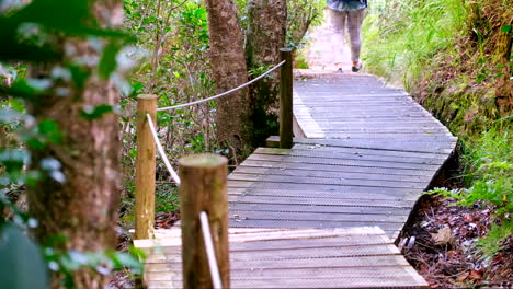 Female-hiker-walks-down-wooden-walkway-through-afromontane-forest-in-Fernkloof