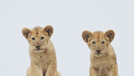 African-Baby-Animals-of-Young-Lion-Cubs,-Lions-in-Serengeti-in-Africa-in-Tanzania-on-African-Animals-Wildlife-Safari-in-Serengeti-National-Park,-White-Background-and-Cute-Tiny-Baby-Lions