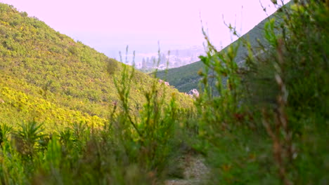 Woman-hikes-on-footpath-through-lush-green-fynbos-on-mountain-slope-in-reserve