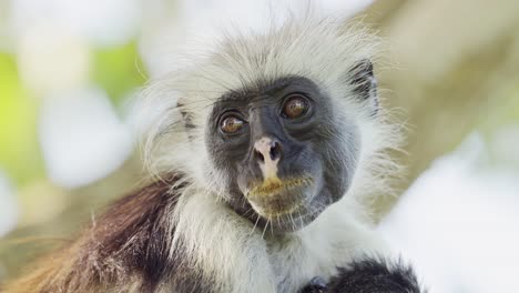 Roter-Stummelaffe-In-Sansibar-In-Afrika,-Nahaufnahme-Eines-Affenporträts-Im-Jozani-Wald-In-Tansania,-Afrikanische-Tierwelt-Und-Tiere-In-Den-Bäumen-Auf-Einer-Safari-In-Sansibar