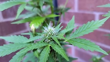 üppiges-Blattwerk-Der-Cannabispflanze-Wächst-Im-Gartengewächshaus