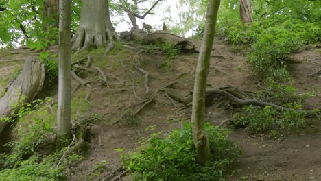 Running-up-the-slopes-of-the-woodlands-of-Trentham-Monkey-Forest,-the-Barbary-Macaques-are-frolicking-as-they-climb-up-the-roots-and-trees