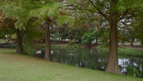 Teich-Mit-Bäumen-In-Einem-Stadtpark-In-Houston