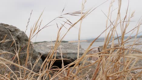 Waterfront-rocks-on-a-cloudy-day