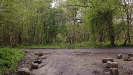 wide-shot-of-a-forest-Road-and-parking-area-with-pine-and-silver-Birch-trees-with-brambles-in-a-forest-in-Nottinghamshire