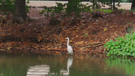 Bird-in-a-pond-of-a-city-park-in-Houston