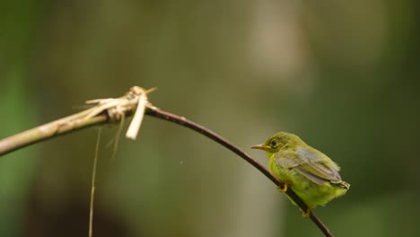 Braunkehl-Nektarvogel-Küken-Sitzt-Auf-Einem-Kleinen-Zweig