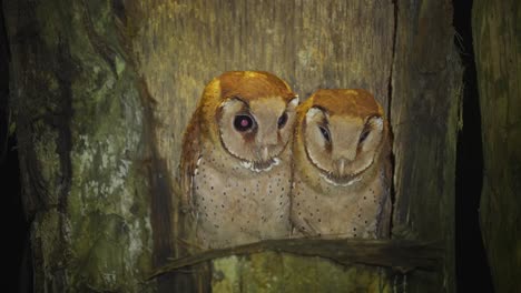 Dos-Lindos-Bebés-De-Lechuza-Oriental-O-Phodilus-Badius-Están-En-El-Nido