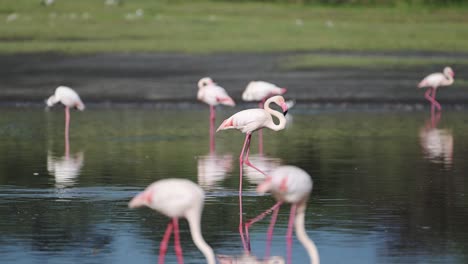 Pink-Flamingo-Walking-in-Africa-at-Ndutu-Lake-National-Park-in-Ngorongoro-Conservation-Area-in-Tanzania-on-African-Animals-Wildlife-Safari,-Flock-of-Lots-of-Flamingos-Standing-in-the-Water