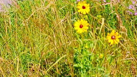 Schwarzäugige-Susanne-Blumen-Wehen-Im-Wind-Portland,-Maine