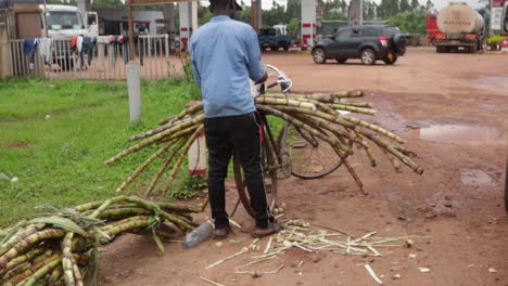 Person-loading-bamboo-on-bicycle-to-transport,-back-view