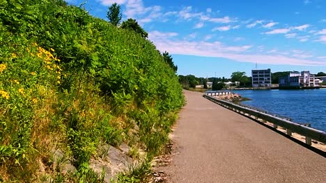 Black-Eyed-Susan-Flowers-along-trail-looking-at-old-factory-in-Portland,-maine