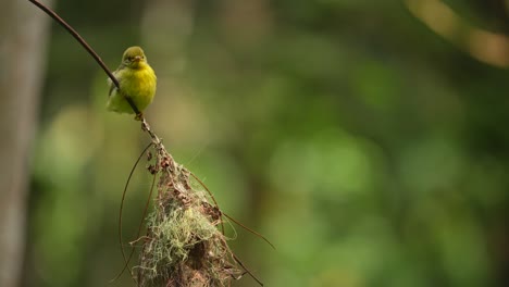 Braunkehl-Nektarvogel-Küken-Thront-Auf-Seinem-Nest