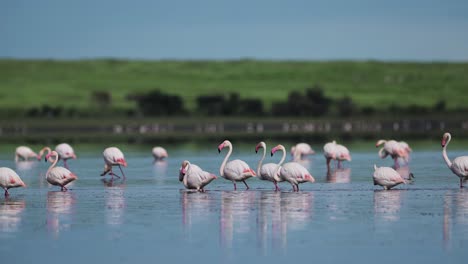 Flock-of-Pink-Flamingos-at-Ndutu-Lake-National-Park-in-Africa-in-Ngorongoro-Conservation-Area-in-Tanzania-on-African-Animals-Wildlife-Safari,-Lots-of-Flamingos-Standing-and-Walking-in-the-Water