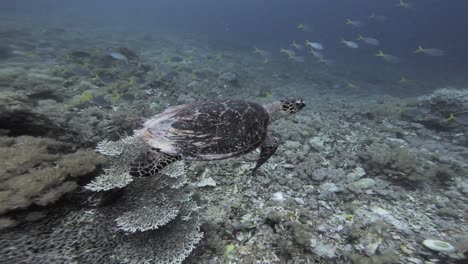 Eine-Karettschildkröte-Gleitet-über-Das-Korallenriff-Im-Tiefen-Ozean,-Die-Kamera-Folgt-Ihr-Dicht-Auf-Den-Fersen