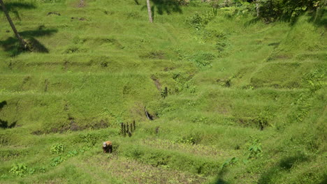 Asiatischer-Bauer-Arbeitet-Auf-Terrassierten-Reisfeldern-Bei-Alas-Harum-Bali-In-Indonesien