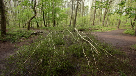 wide-shot-looking-across-of-silver-Birch-trees-fallen-over-a-forest-path-with-silver-Birch-trees-and-brambles-in-a-forest-in-Nottinghamshire