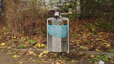 Nebelkrähe-Auf-Der-Suche-Nach-Nahrung-Aus-Einem-Mülleimer-Im-Stadtpark