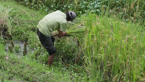 Local-Farmer-Bent-Down,-Harvesting-Rice-Crops-With-Sickle-In-Bali,-Indonesia