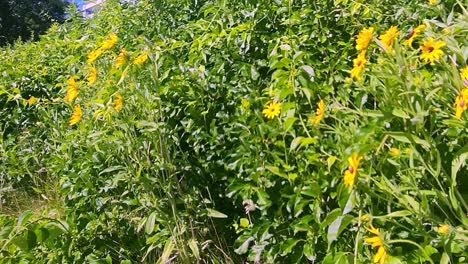 Black-Eyed-Susan-Flowers-waving-in-the-wind-near-Portland,-maine